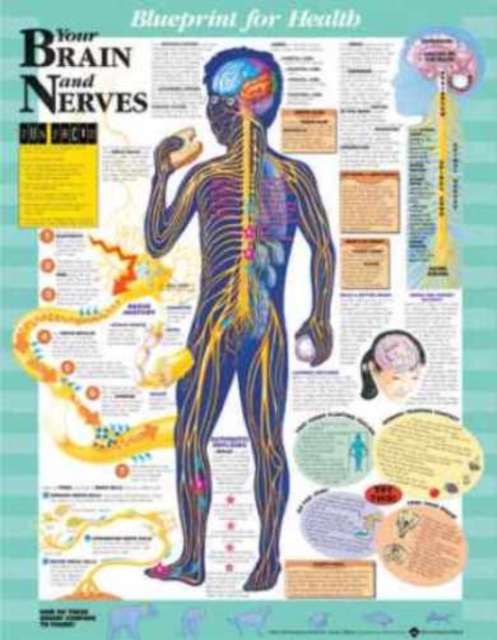 Blueprint for Health Your Brain and Nerves Chart, Wallchart Book
