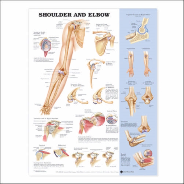 Shoulder and Elbow Anatomical Chart, Wallchart Book