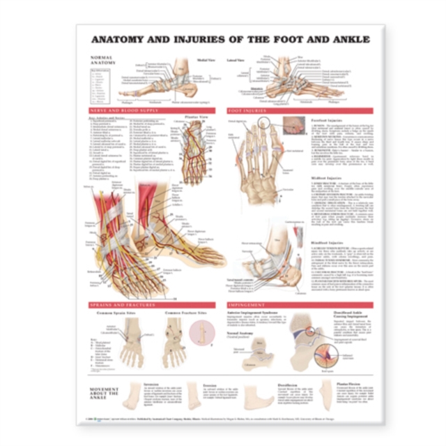 Anatomy and Injuries of the Foot and Ankle, Wallchart Book