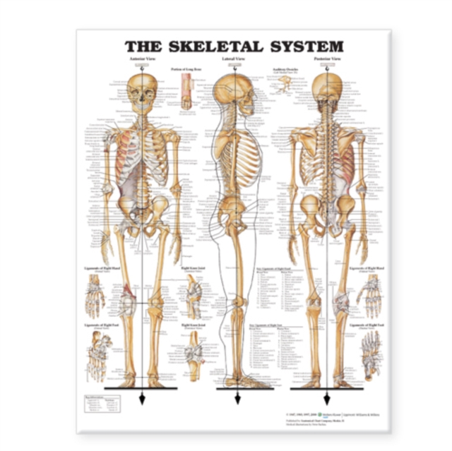The Skeletal System Giant Chart, Wallchart Book