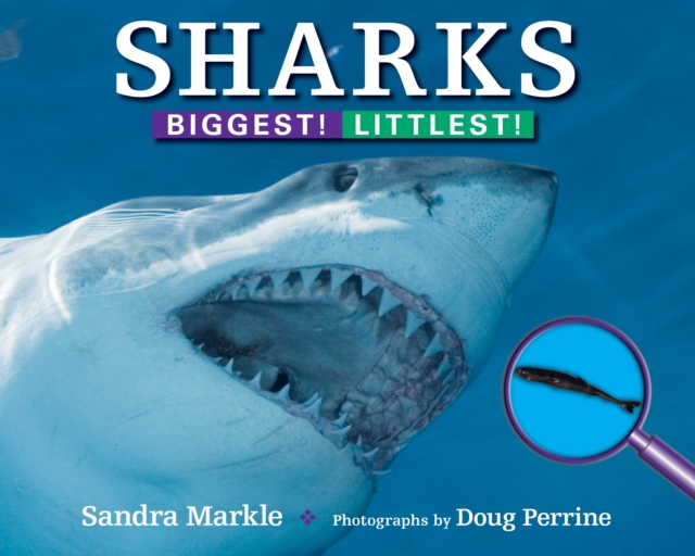 Sharks: Biggest! Littlest!, Loose-leaf Book