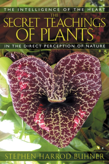 The Secret Teachings of Plants : The Intelligence of the Heart in Direct Perception to Nature, Paperback / softback Book
