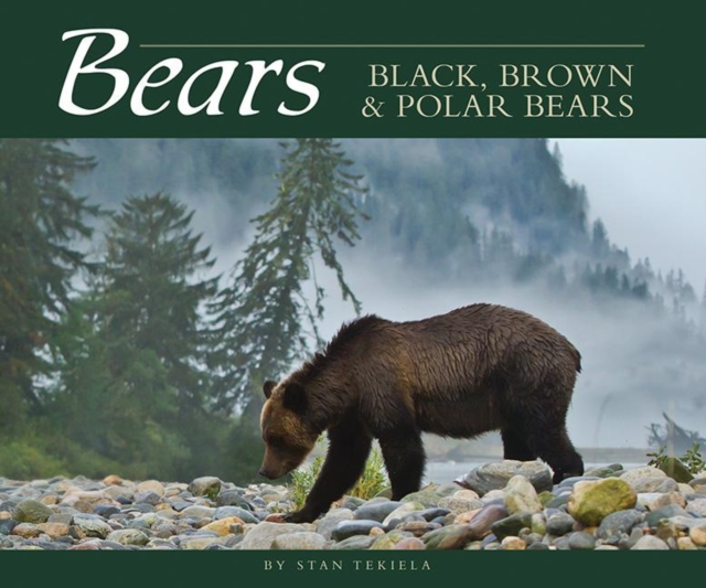 Bears : Black, Brown & Polar Bears, Paperback / softback Book
