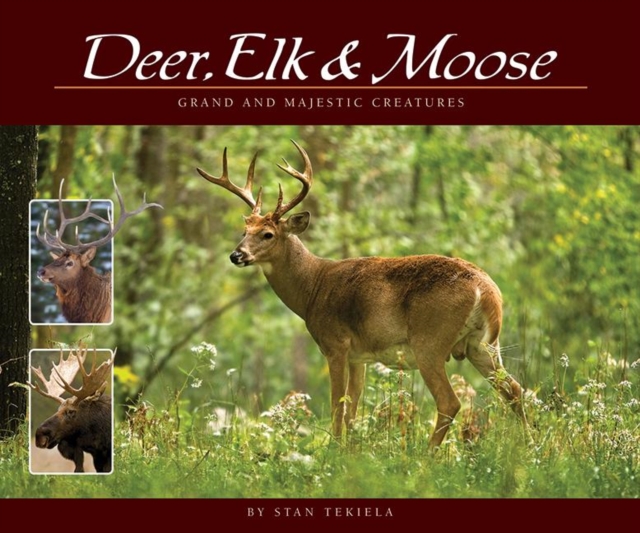 Deer, Elk & Moose : Grand and Majestic Creatures, Paperback / softback Book