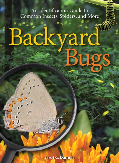 Backyard Bugs : An Identification Guide to Common Insects, Spiders, and More, Paperback / softback Book