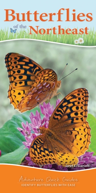 Butterflies of the Northeast : Identify Butterflies with Ease, Spiral bound Book