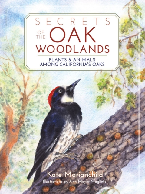 Secrets of the Oak Woodlands : Plants and Animals among California's Oaks, Paperback / softback Book