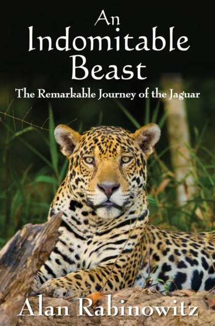 An Indomitable Beast : The Remarkable Journey of the Jaguar, Hardback Book