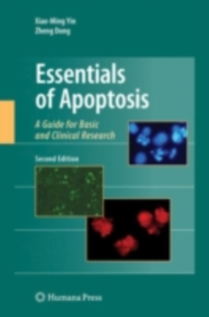Essentials of Apoptosis : A Guide for Basic and Clinical Research, PDF eBook