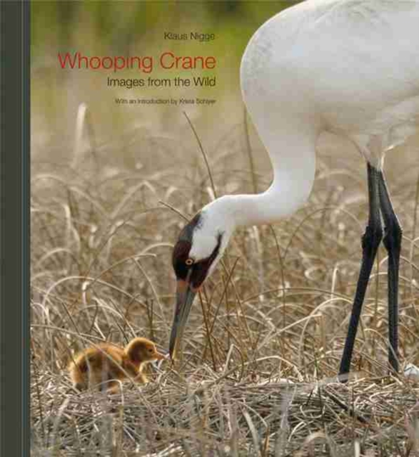 Whooping Crane : Images from the Wild, Hardback Book