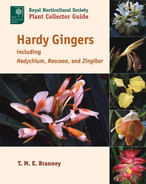 Hardy Gingers : including Hedychium, Roscoea, and Zingiber, Paperback / softback Book