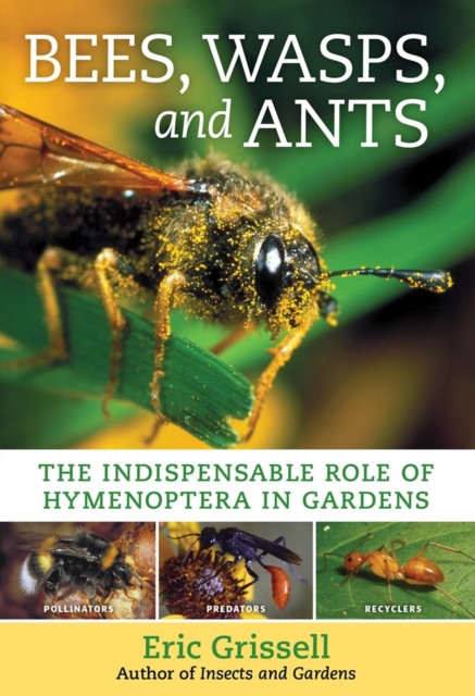 Bees, Wasps, and Ants : The Indispensable Role of Hymenoptera in Gardens, Paperback / softback Book