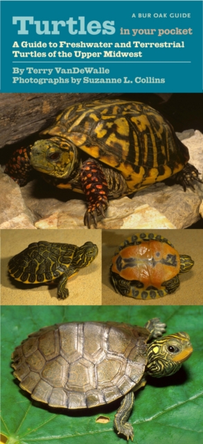 Turtles in Your Pocket : A Guide to Freshwater and Terrestrial Turtles of the Upper Midwest, PDF eBook