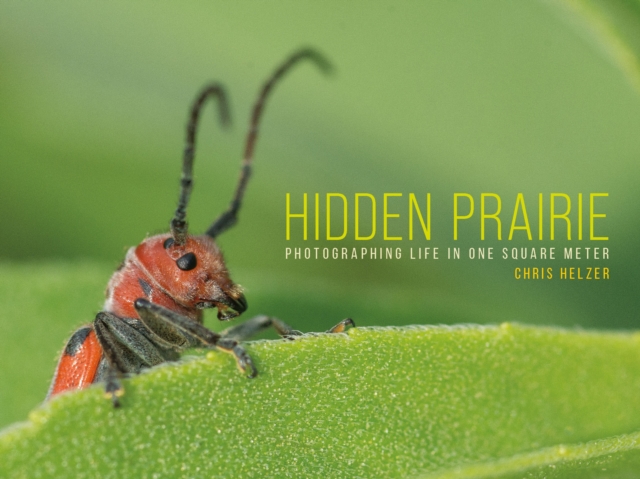 Hidden Prairie : Photographing Life in One Square Meter, PDF eBook