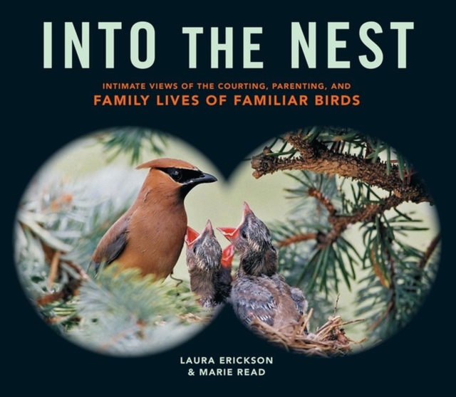 Into the Nest : Intimate Views of the Courting, Parenting, and Family Lives of Familiar Birds, Paperback / softback Book