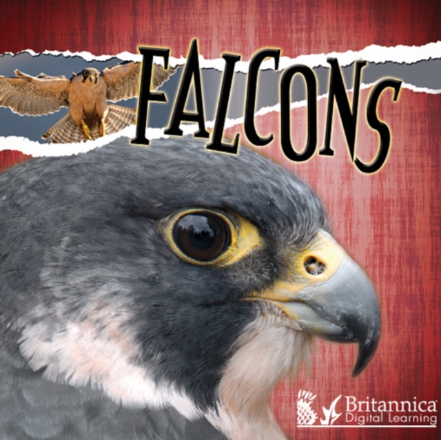 Falcons, PDF eBook