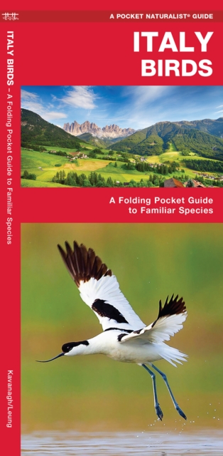 Italy Birds : A Folding Pocket Guide to Familiar Species, Pamphlet Book