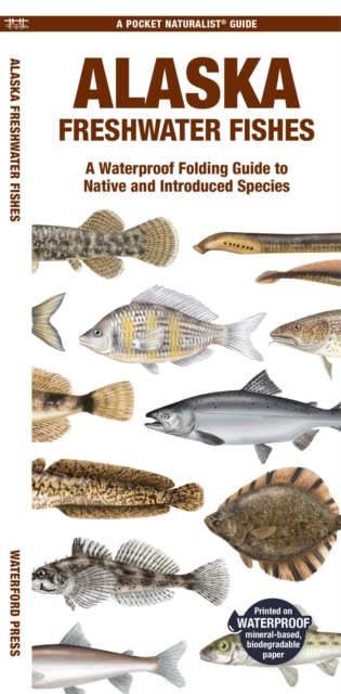 Alaska Freshwater Fishes : A Waterproof Folding Guide to Native and Introduced Species, Pamphlet Book