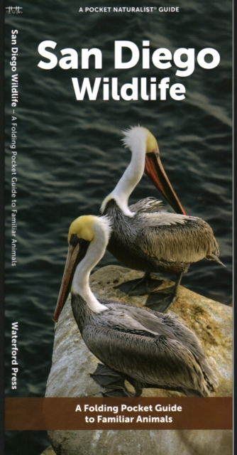 San Diego Wildlife : A Folding Pocket Guide to Familiar Animals, Pamphlet Book