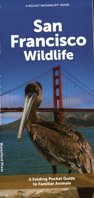San Francisco Wildlife : A Folding Pocket Guide to Familiar Animals, Pamphlet Book