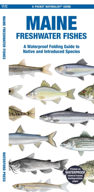 Maine Freshwater Fishes : A Waterproof Folding Guide to Native and Introduced Species, Pamphlet Book