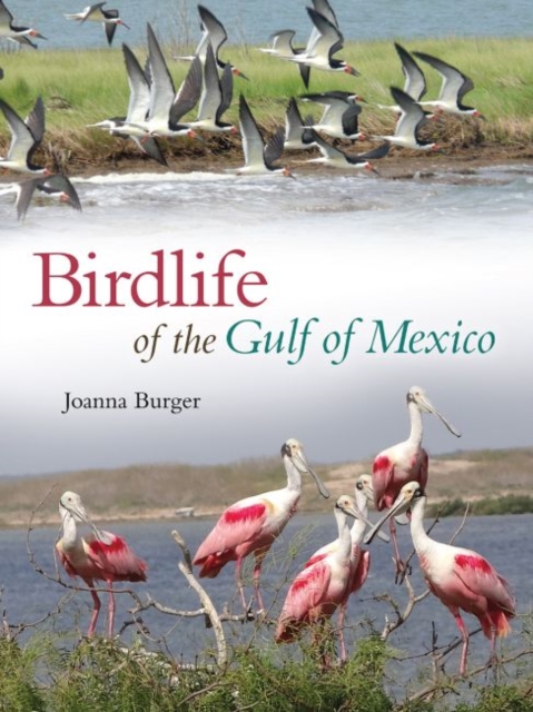 Birdlife of the Gulf of Mexico, Hardback Book