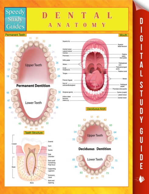 Dental Anatomy Speedy Study Guides, EPUB eBook