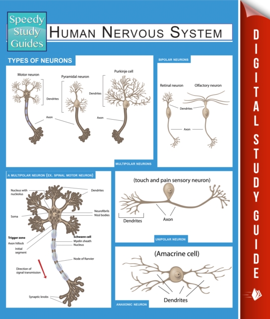 Human Nervous System (Speedy Study Guides), PDF eBook