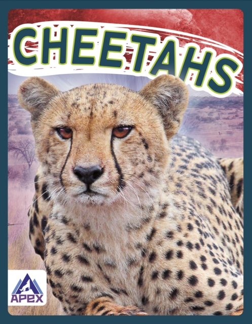 Wild Cats: Cheetahs, Hardback Book