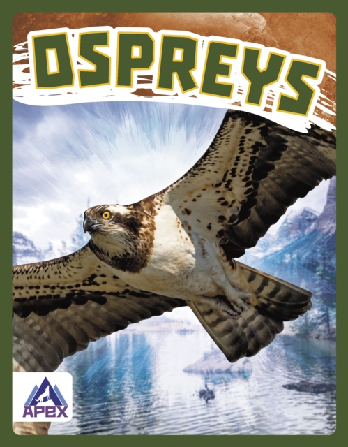 Birds of Prey: Ospreys, Paperback / softback Book