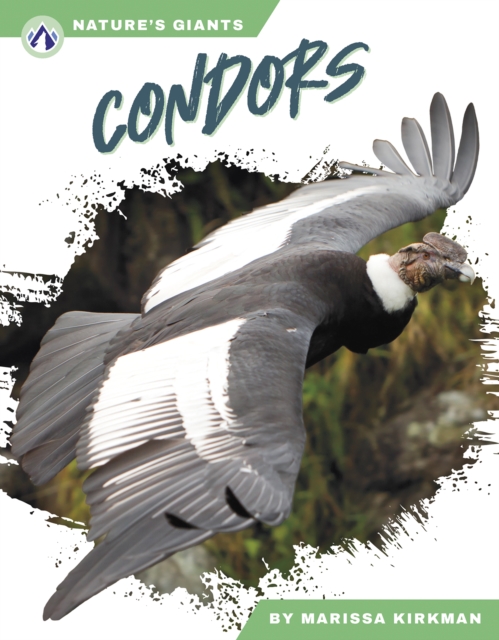 Condors, Paperback / softback Book