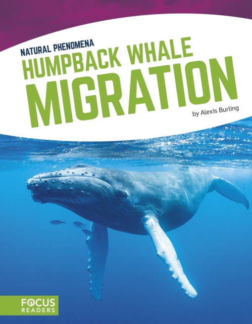 Natural Phenomena: Humpback Whale Migration, Paperback / softback Book