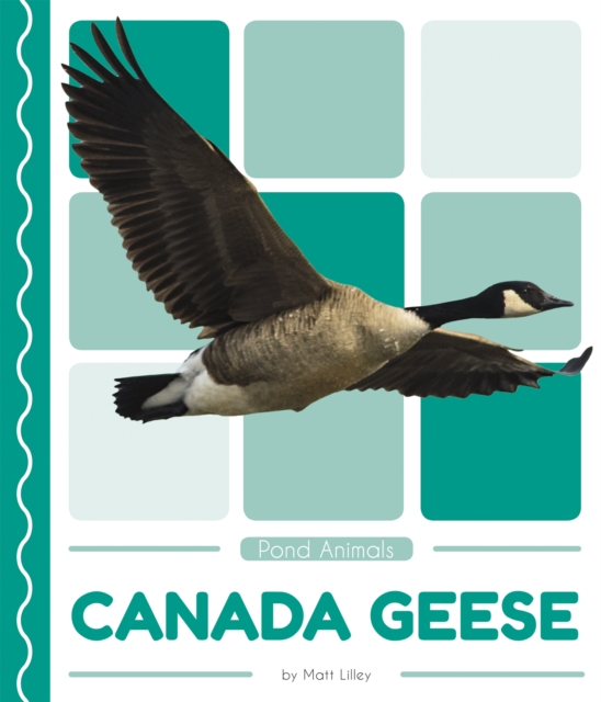 Pond Animals: Canada Geese, Paperback / softback Book