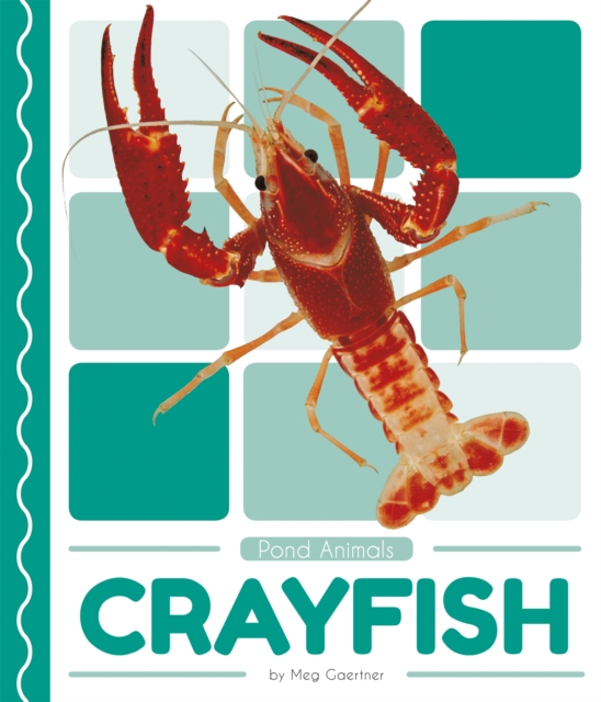 Pond Animals: Crayfish, Paperback / softback Book