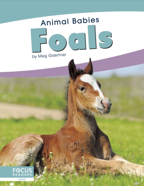 Animal Babies: Foals, Hardback Book