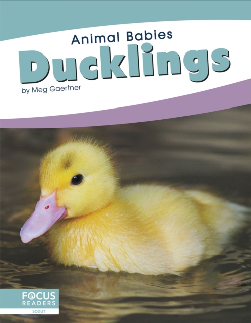 Animal Babies: Ducklings, Paperback / softback Book