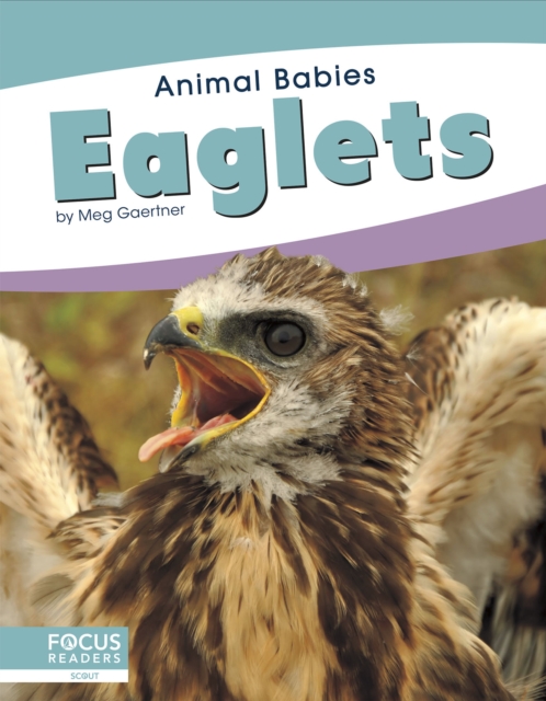 Animal Babies: Eaglets, Paperback / softback Book
