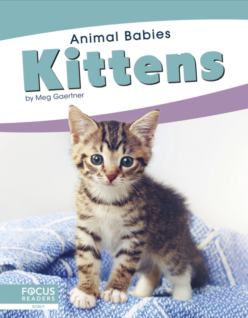 Animal Babies: Kittens, Paperback / softback Book
