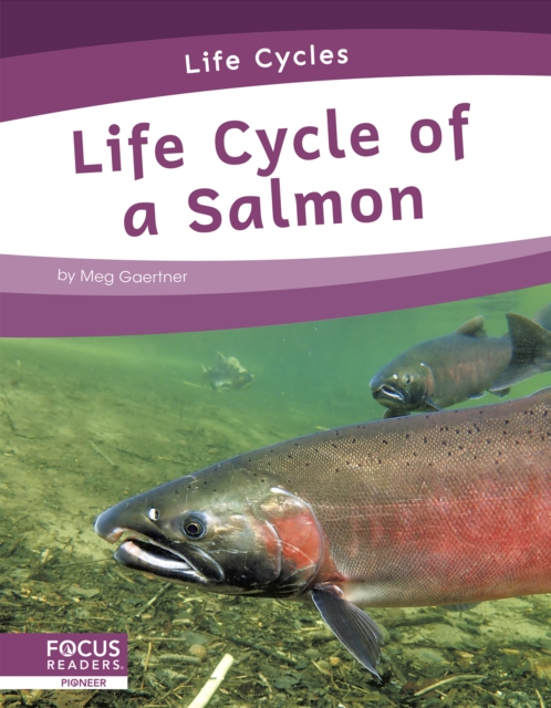 Life Cycles: Life Cycle of a Salmon, Hardback Book