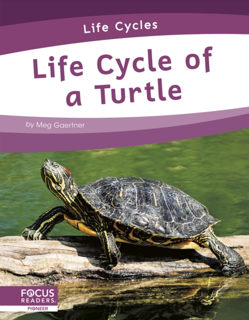 Life Cycles: Life Cycle of a Turtle, Hardback Book