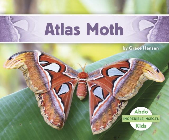 Incredible Insects: Atlas Moth, Paperback / softback Book