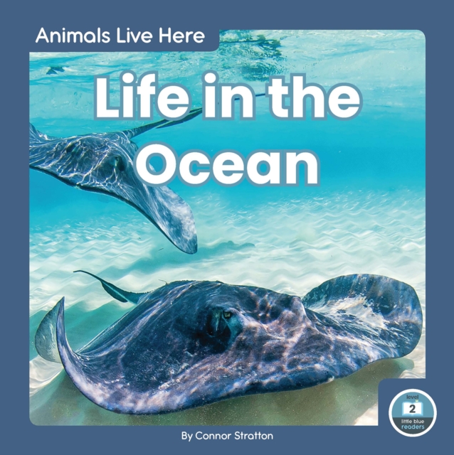 Animals Live Here: Life in the Ocean, Hardback Book
