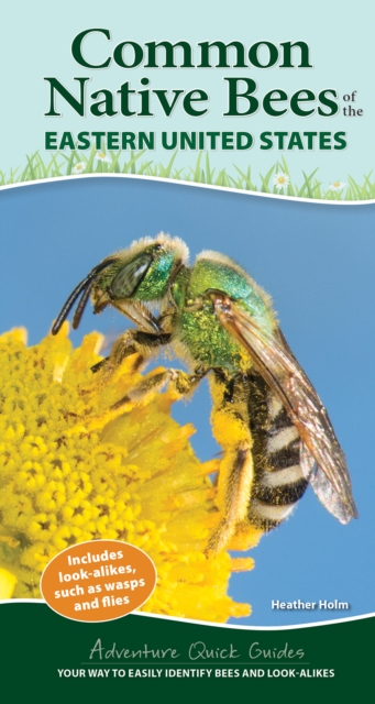 Common Backyard Bees of the Eastern United States : Your Way to Easily Identify Bees and Look-Alikes, Spiral bound Book