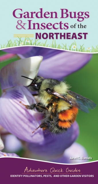 Garden Bugs & Insects of the Northeast : Identify Pollinators, Pests, and Other Garden Visitors, Spiral bound Book