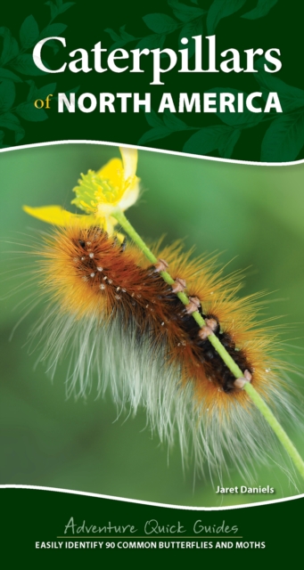 Caterpillars of North America : Easily Identify 90 Common Butterflies and Moths, Spiral bound Book