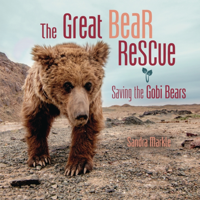 The Great Bear Rescue : Saving the Gobi Bears, EPUB eBook