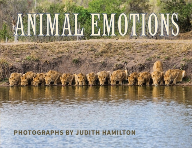 Animal Emotions, Paperback / softback Book