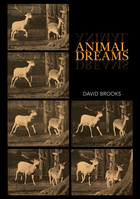 Animal Dreams, Paperback / softback Book