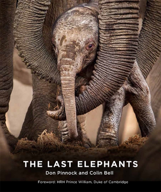 The Last Elephants, Paperback / softback Book