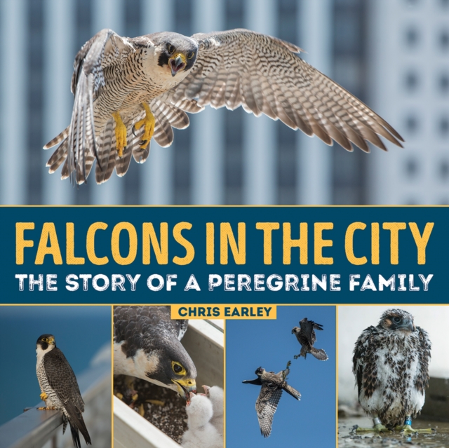 Falcons in the City: The Story of a Peregine Family, Hardback Book